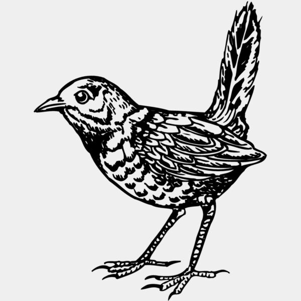 BIRD052 Thumbnail