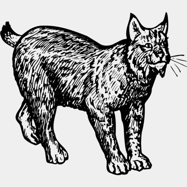 BOBCAT02 Thumbnail