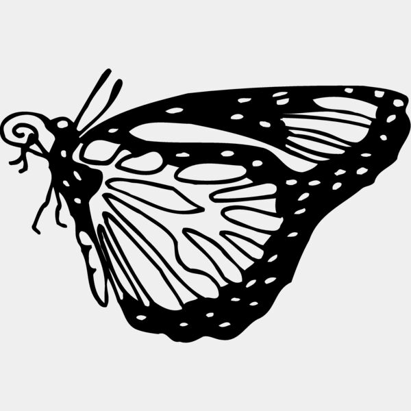 BTRFLY03 Thumbnail